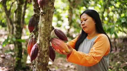 An indonesian woman cacao farmer harvesting cacao pods on a plantation, women in agriculture
