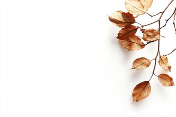 Dried Leaves on Branch Against White Background for Autumnal Designs