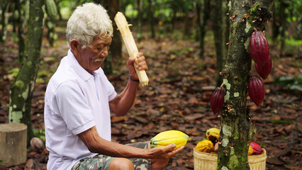 An old indonesian cacao farmer opening a yellow pod with a wooden mallet during harvest on farm