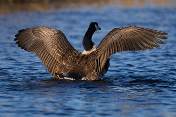 Canada Goose (Branta canadensis) stretching its wings on a lake on the Somerset Levels in Somerset, United Kingdom.
