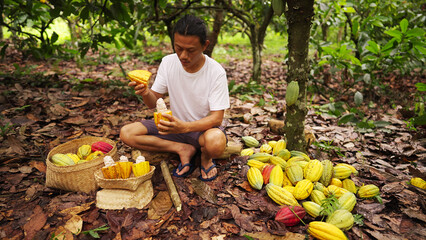 An asian cacao farmer harvesting fresh cocoa beans from harvested pods on a plantation in asia © Spice Footage