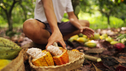 Closeup of harvesting of fresh cocoa beans on a farm, cacao farmer holding harvested and open pod