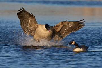 Male Canada Goose (Branta canadensis) seeking the attention of a female during the breeding season on the Somerset Levels in Somerset, United Kingdom.