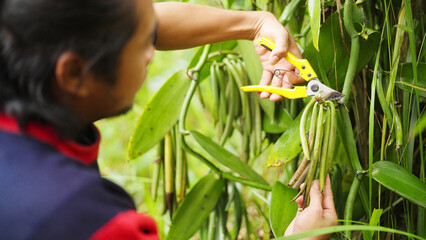 Closeup of vanilla farmer harvesting green vanilla beans on a farm