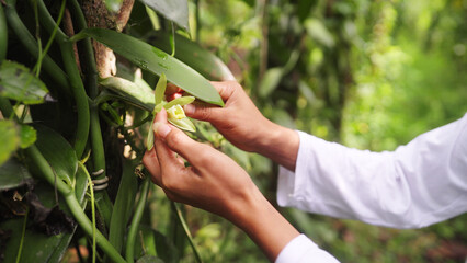 Close up of hand pollination of a vanilla flower on a plantation, each pollinated flower will grow...