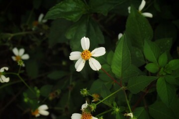 white daisies growing wild on the roadside