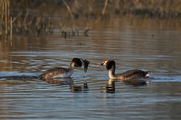 Great Crested Grebe (Podiceps cristatus) courtship dance with weed on a lake in the Somerset Levels, Somerset, United Kingdom.
