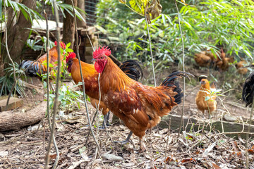 Free range rooster poultry animal raised on coarse grains
