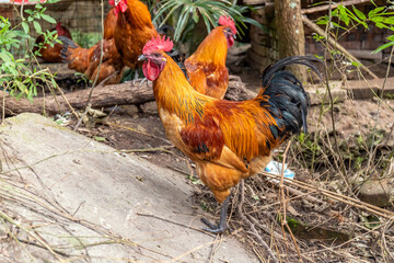 Free range rooster poultry animal raised on coarse grains