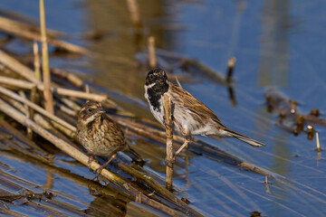 Male and female Reed Bunting (Emberiza schoeniclus) foraging for food on a cut down reedbed on the Somerset Levels in Somerset, United Kingdom.