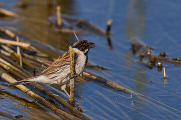 Male Reed Bunting (Emberiza schoeniclus) foraging for food on a cut down reedbed on the Somerset Levels in Somerset, United Kingdom.