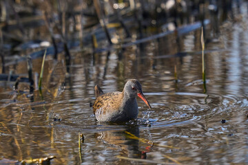Water Rail (Rallus aquaticus) foraging for food at the waters edge on a lake on the Somerset Levels in Somerset, United Kingdom.