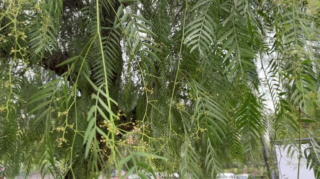 Hanging branches of the Schinus molle tree in overcast weather