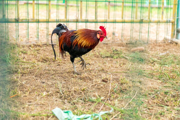 Free range rooster poultry animal raised on coarse grains