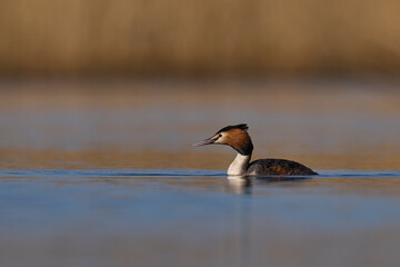 Great Crested Grebe (Podiceps cristatus) swimming on a lake in the Somerset Levels, Somerset, United Kingdom.
