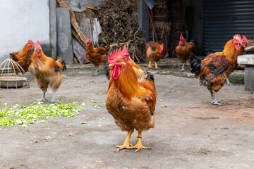 Free range rooster poultry animal raised on coarse grains