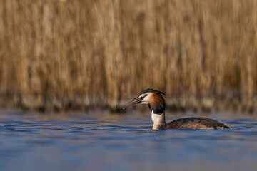 Great Crested Grebe (Podiceps cristatus) swimming on a lake in the Somerset Levels, Somerset, United Kingdom.