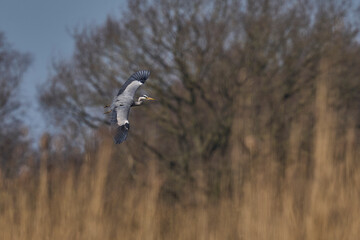 Grey Heron (Ardea cinerea) flying over a reedbed returning to its nest site in the Somerset Levels, Somerset, United Kingdom.