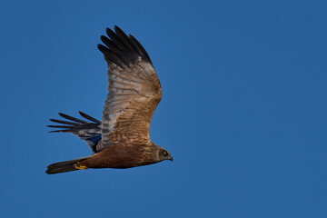 Marsh Harrier (Circus aeruginosus) hunting over a reedbed in the Somerset Levels in the United Kingdom