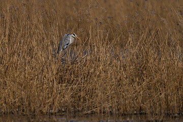 Grey Heron (Ardea cinerea) nesting amongst the reeds at Ham Wall in Somerset, England, United Kingdom.