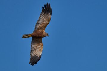 Marsh Harrier (Circus aeruginosus) hunting over a reedbed in the Somerset Levels in the United Kingdom
