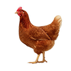 Full body of brown chicken hen standing isolated transparent background, png