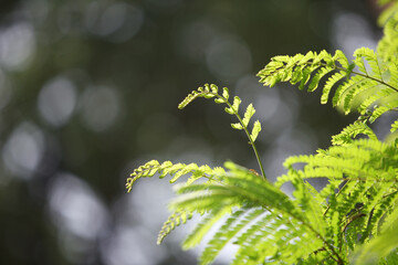 Green Fern Leaves Against a Soft Focus Natural Background