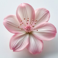 Fototapeta premium The image captures a delicate pink flower with soft petals, delicate stamens, and pollen-covered tips, showcasing its natural beauty in a sharp, well-lit, and delicate setting.