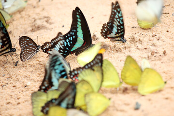 Vibrant Butterflies Gathering on Ground in Nature Setting