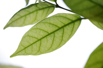 Close-Up of Translucent Green Leaf with Intricate Veins Detail