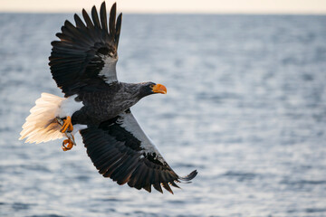 Steller`s eagle in flight