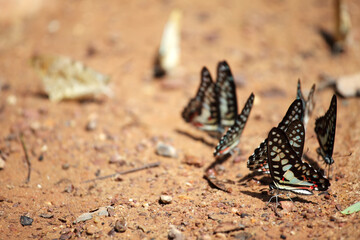 Colorful Butterflies Gathering on the Ground in Natural Habitat