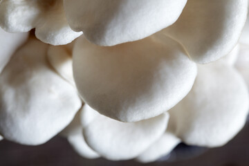 Close-Up of Oyster Mushroom Cap with Smooth Texture and Colors