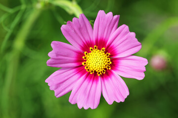 Obraz premium Vibrant Pink Flower Blooming in Natural Green Background