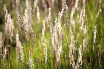 Elegant Blades of Grass in Soft Focus on a Sunny Day in Nature