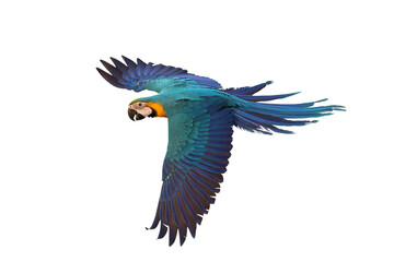 Colorful flying Blue and Gold Macaw parrot isolated on transparent background png file