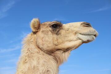 Close-up portrait of a camel, highlighting its expressive eyes, long lashes, and textured fur