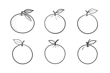 Orange – Citrus sinensis line art vector illustration