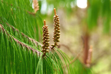 Budding pine cones on evergreen coniferous tree branch, surrounded by vibrant green needles in forest