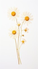 Pressed chanomile flower wallpaper petal daisy plant.