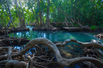 Tha Pom is one of the Unseen Thailand tourist attractions. It is an ecological study center to...