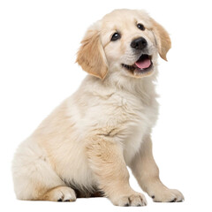 golden retriever puppy on white background