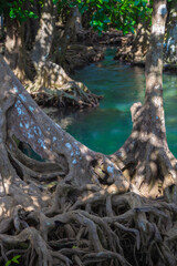 Tha Pom is one of the Unseen Thailand tourist attractions. It is an ecological study center to learn about the richness of nature under the water and the peat swamp forest, Muang Krabi