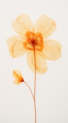 Obraz premium Pressed orange flower blossom petal plant inflorescence.