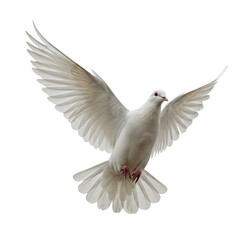 Dove flying isolated on transparent background, png