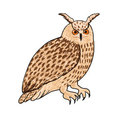 Vector Colorful Illustration of Owl Bird Isolated on White Background