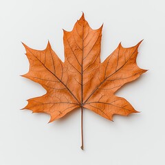 Single Brown Maple Leaf on White Background