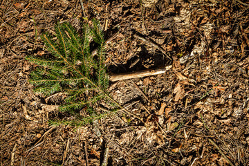Natural pine forest ground with some leaves, twigs and seeds. Forest soil texture background