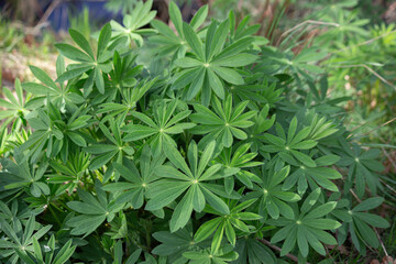  Green spring background of lush young lupine leaves in the sun