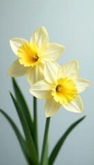 Elegant narcissus flowers with delicate petals on a light, airy backdrop, light, delicate, floral